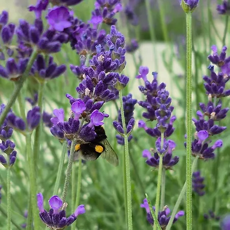 Apartamento Luna Luxury - Z Sauna I Jacuzzi *