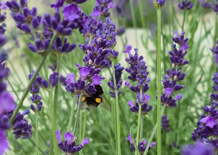 Apartment Luna Luxury - Z Sauna I Jacuzzi *